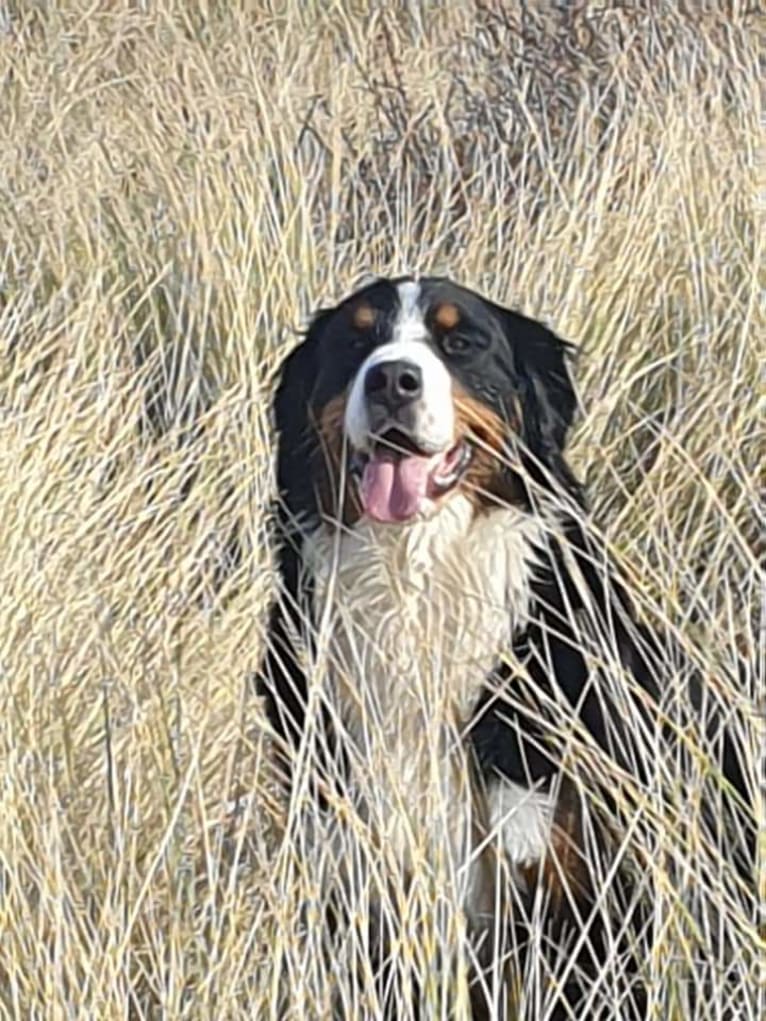 Maggie-Lynn, a Bernese Mountain Dog tested with EmbarkVet.com