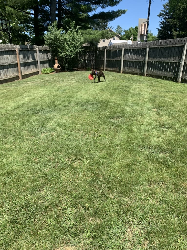 Chidi Buddy, an American Bully tested with EmbarkVet.com