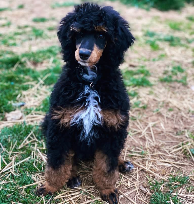 Echo, a Poodle tested with EmbarkVet.com