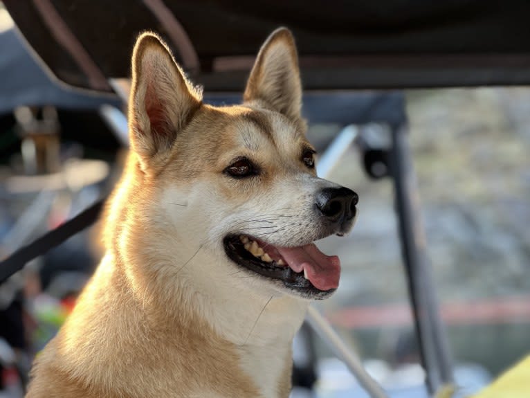 Oscar, a Japanese or Korean Village Dog tested with EmbarkVet.com