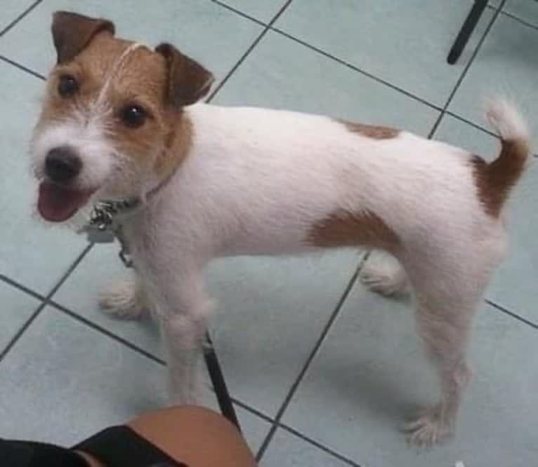 Jack Warfield Ruiz, a Russell-type Terrier tested with EmbarkVet.com