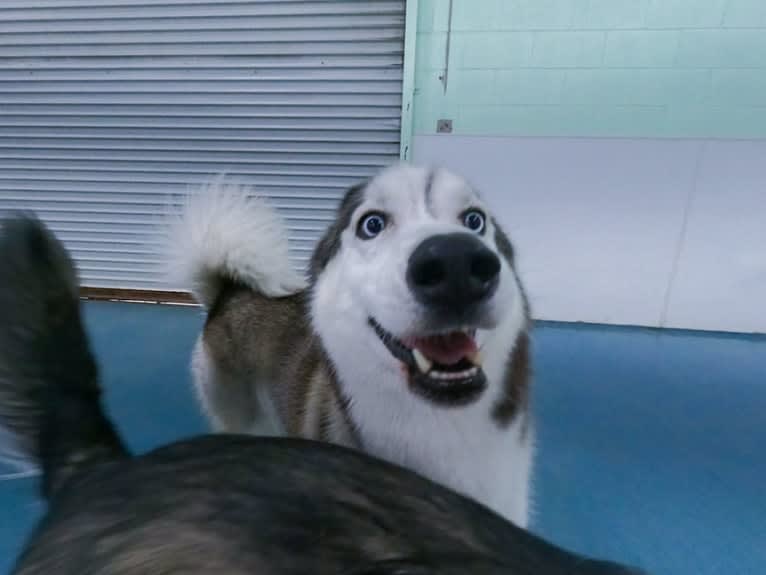 Zeke, a Siberian Husky (6.8% unresolved) tested with EmbarkVet.com