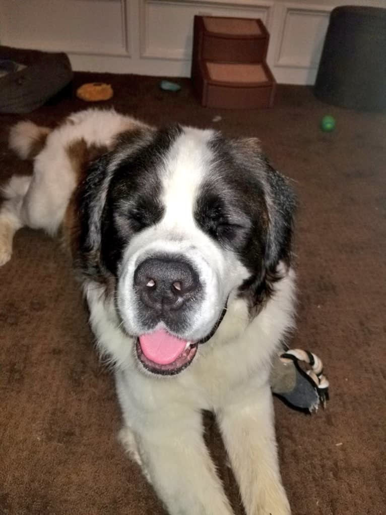 Waffles, a Saint Bernard tested with EmbarkVet.com