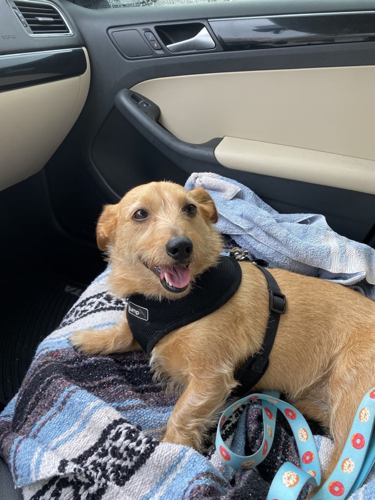 Olive, a Dachshund and Australian Shepherd mix tested with EmbarkVet.com