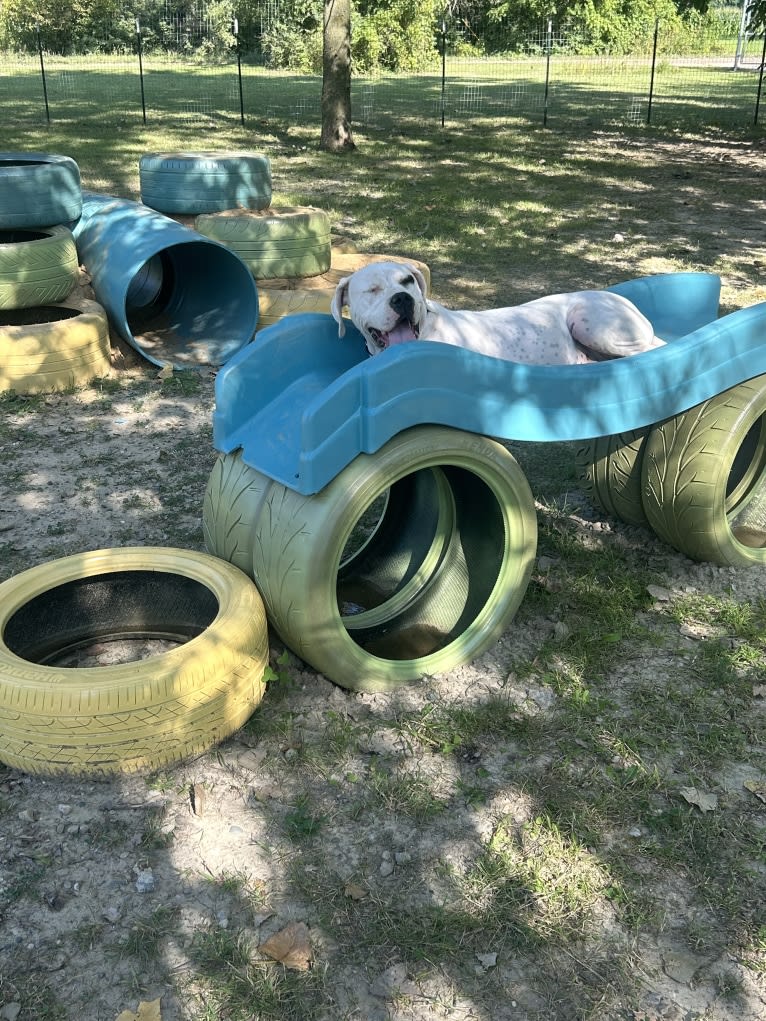 Vera, a Dogo Argentino tested with EmbarkVet.com