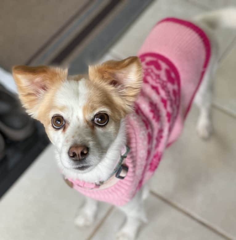 Betty Freckles, a Chinese Village Dog and French Bulldog mix tested with EmbarkVet.com