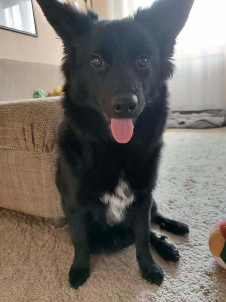 Füge, a Border Collie and Pomeranian mix tested with EmbarkVet.com