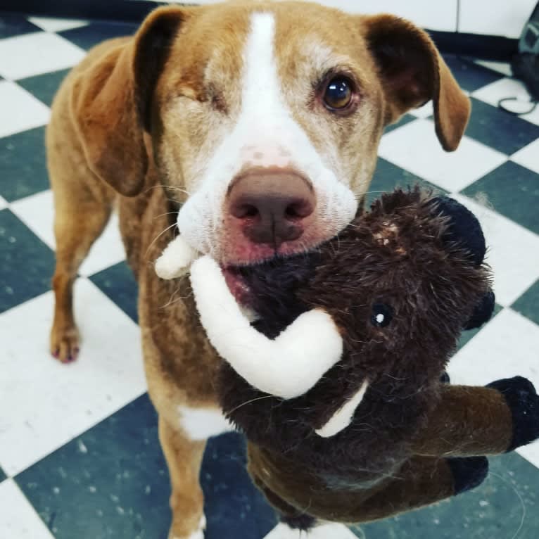 Josie, an American Pit Bull Terrier and English Springer Spaniel mix tested with EmbarkVet.com