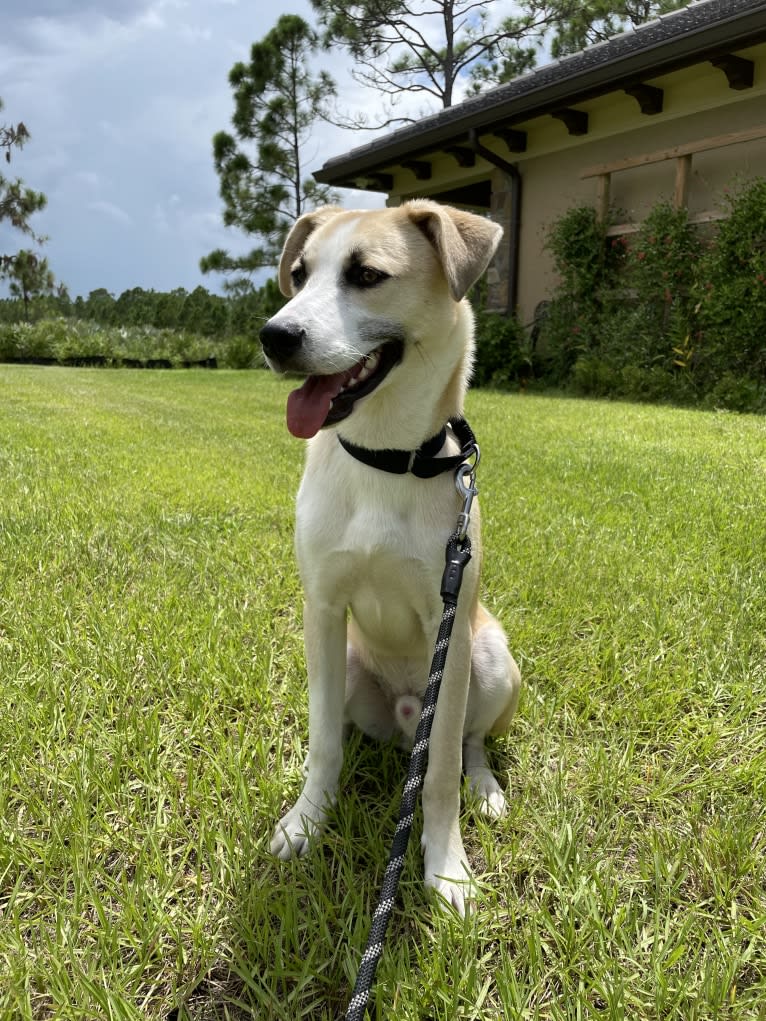 Finn, a Siberian Husky and American Pit Bull Terrier mix tested with EmbarkVet.com