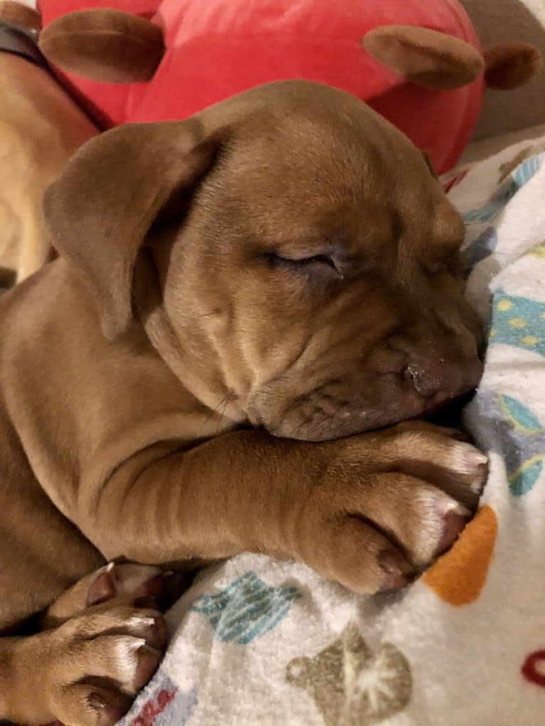 Jasper, an American Bully tested with EmbarkVet.com