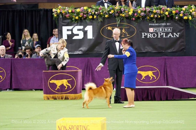 Adonis, a Finnish Spitz tested with EmbarkVet.com