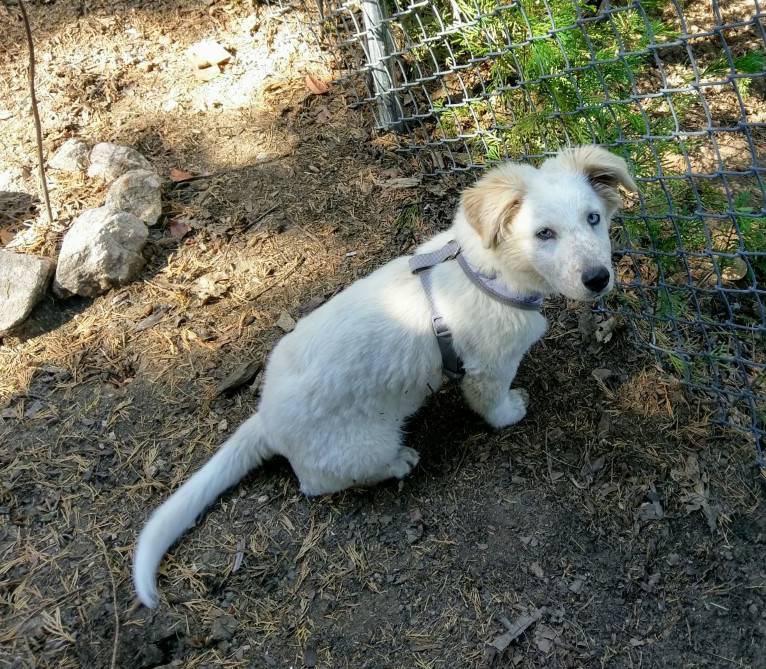 Photo of Frankie, an Australian Shepherd, Siberian Husky, German Shepherd Dog, and Golden Retriever mix in San Bernardino, California, USA
