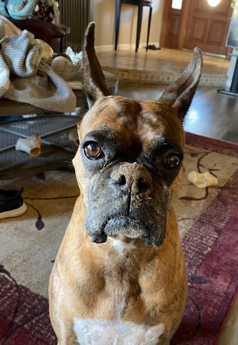 Whiskey - Baldwin's Love Note, a Boxer tested with EmbarkVet.com