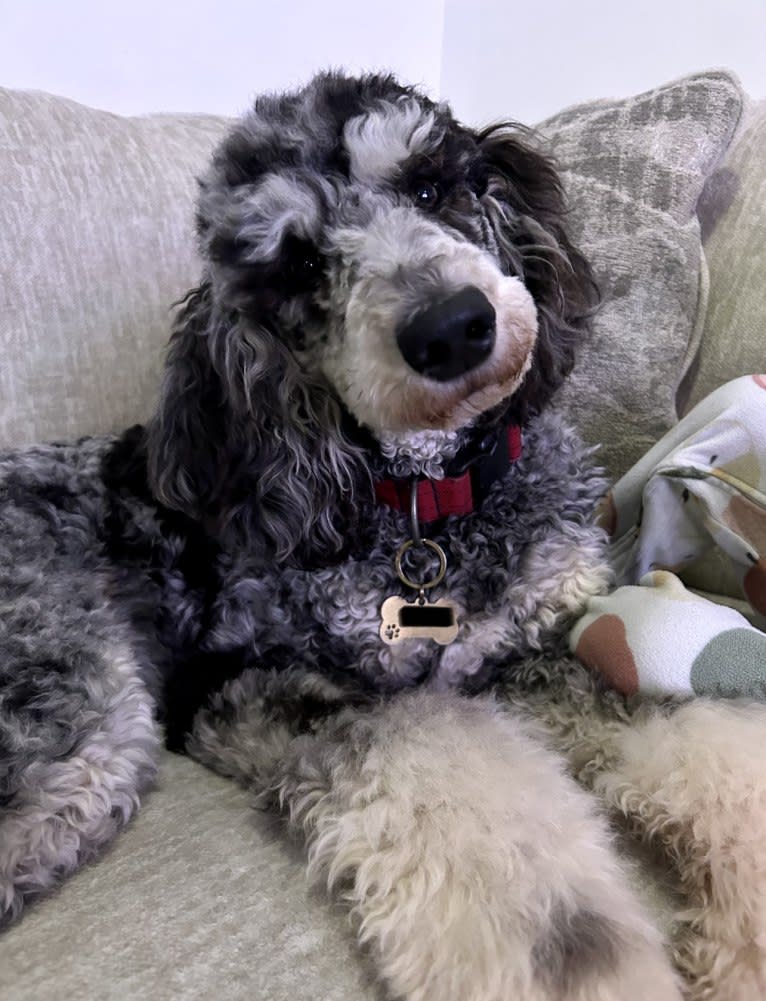 Liberty, a Poodle (Standard) tested with EmbarkVet.com