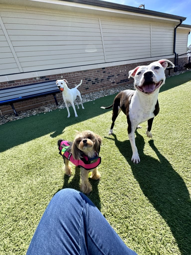 Tiptoe, an American Pit Bull Terrier and Great Pyrenees mix tested with EmbarkVet.com