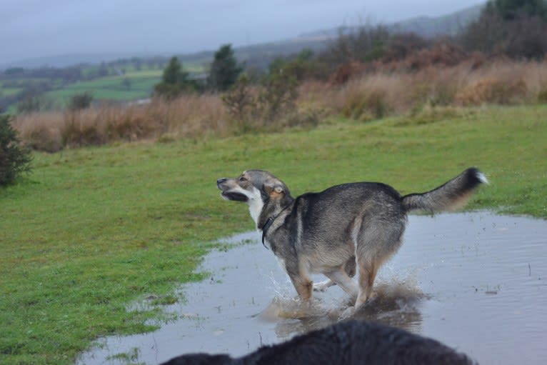 Koda, a German Shepherd Dog and Siberian Husky mix tested with EmbarkVet.com