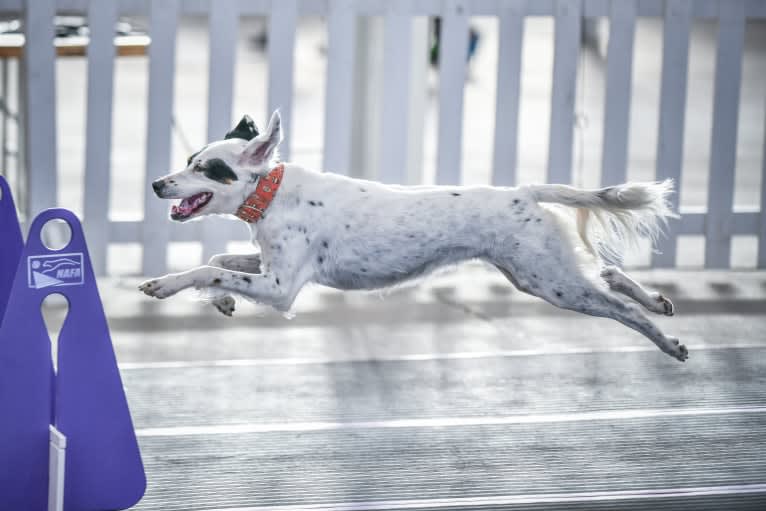 Gemma, a Llewellin Setter tested with EmbarkVet.com