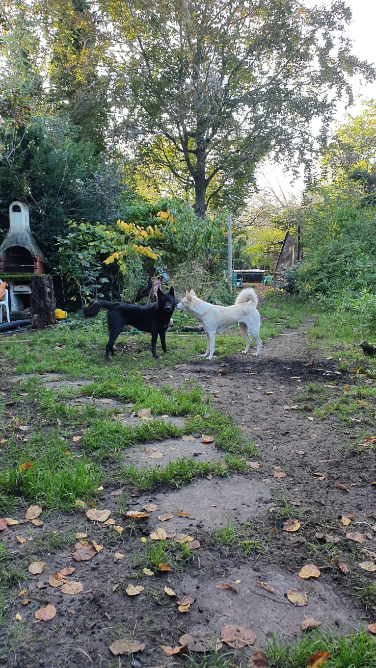 Moshae, a Canaan Dog tested with EmbarkVet.com