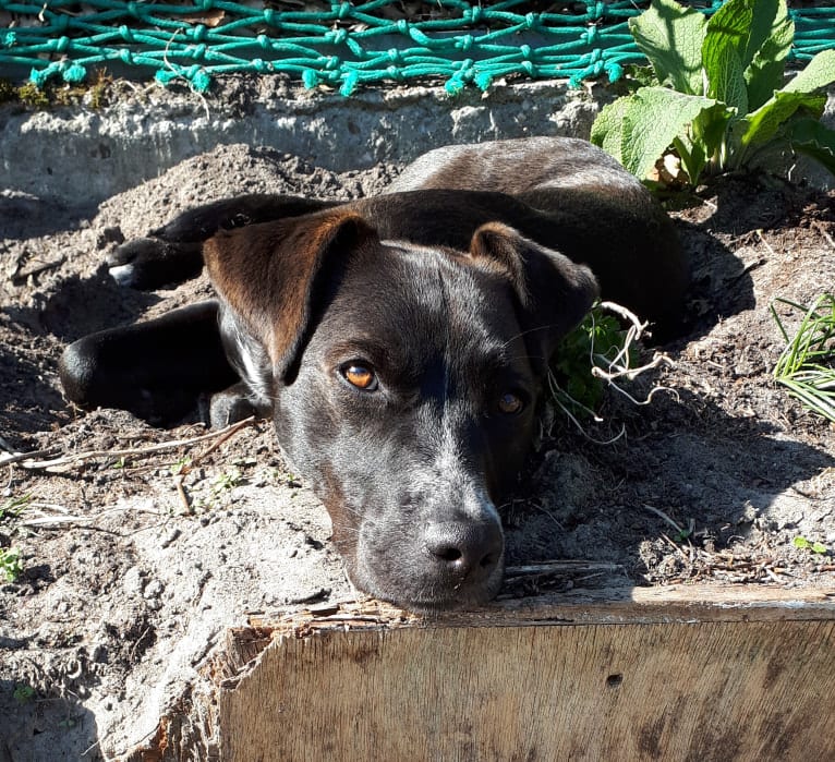 Joey, an American Pit Bull Terrier and German Shepherd Dog mix tested with EmbarkVet.com