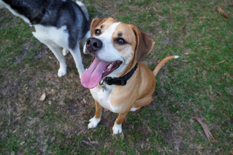 Dakota, an American Pit Bull Terrier and American Staffordshire Terrier mix tested with EmbarkVet.com