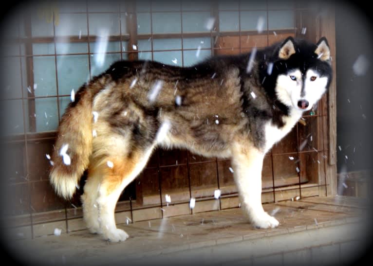 Ryu, a Siberian Husky tested with EmbarkVet.com