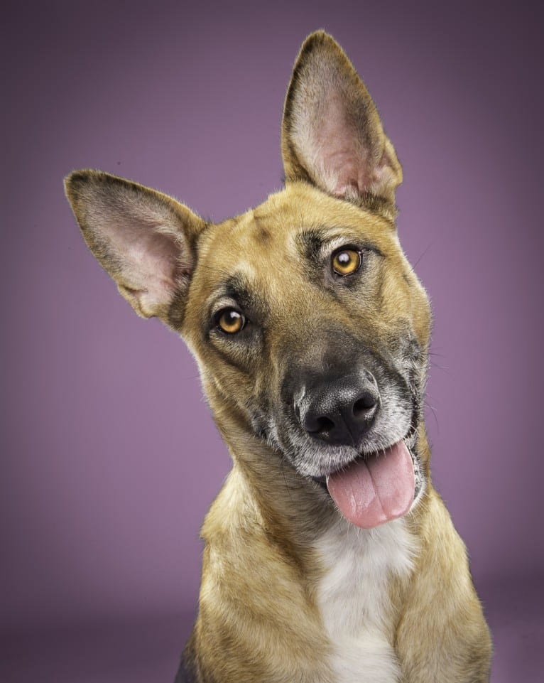 Kya, a German Shepherd Dog and American Pit Bull Terrier mix tested with EmbarkVet.com