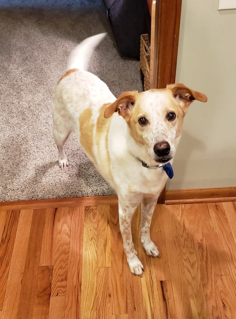 Triscuit, a Labrador Retriever and Brittany mix tested with EmbarkVet.com