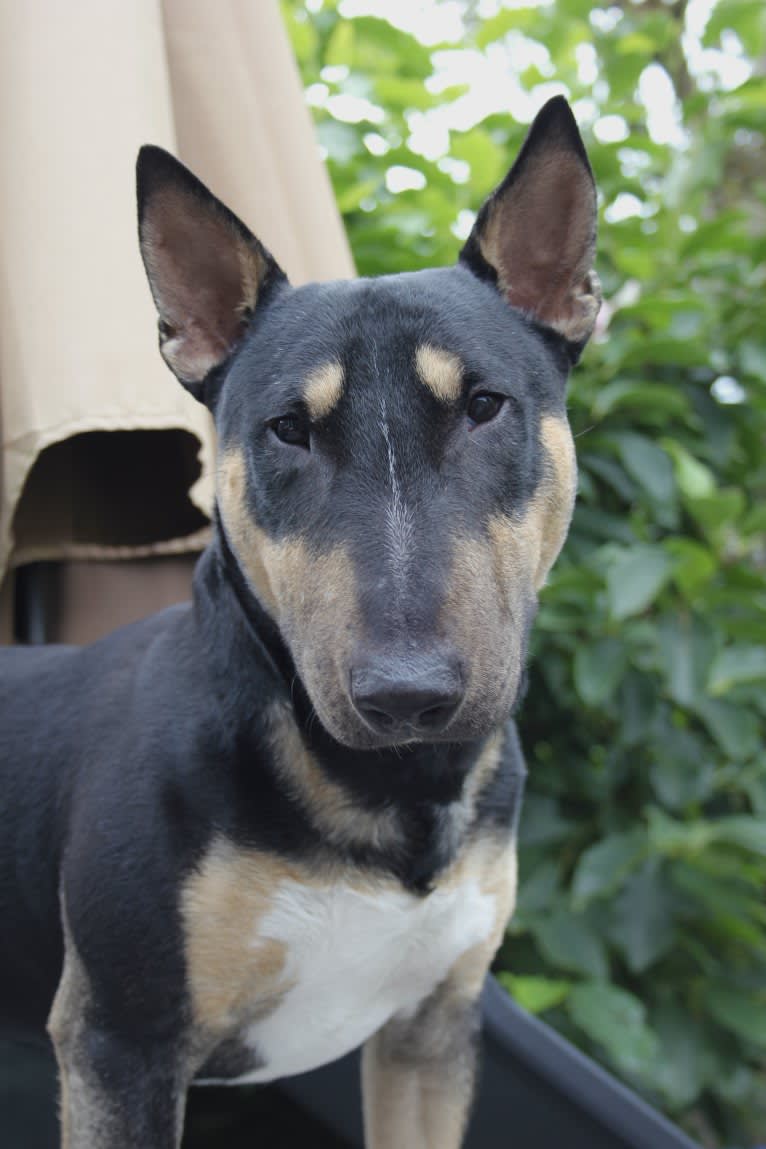 Saber, a Miniature Bull Terrier tested with EmbarkVet.com