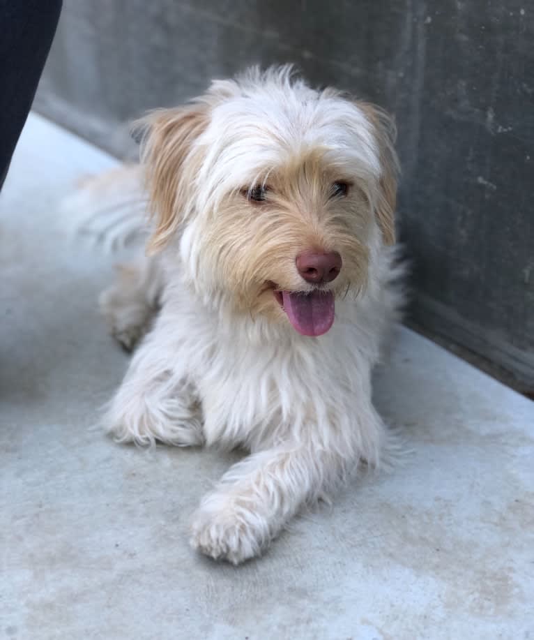 Murphy, a West Highland White Terrier and Shih Tzu mix tested with EmbarkVet.com