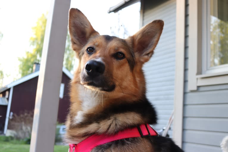 Poju, a Central Asian Village Dog tested with EmbarkVet.com