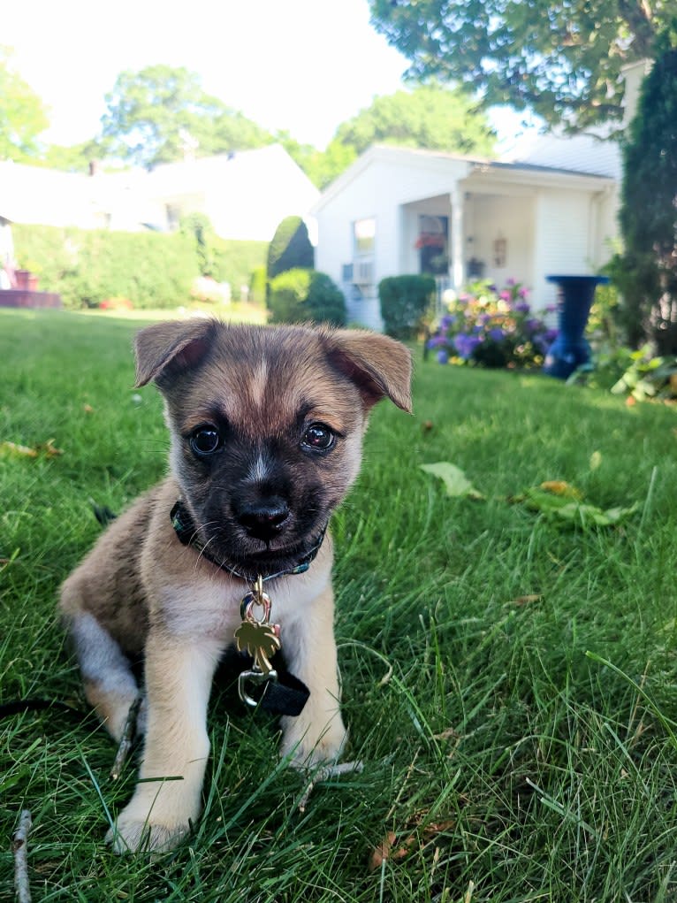 Oslo, an American Pit Bull Terrier and Chihuahua mix tested with EmbarkVet.com