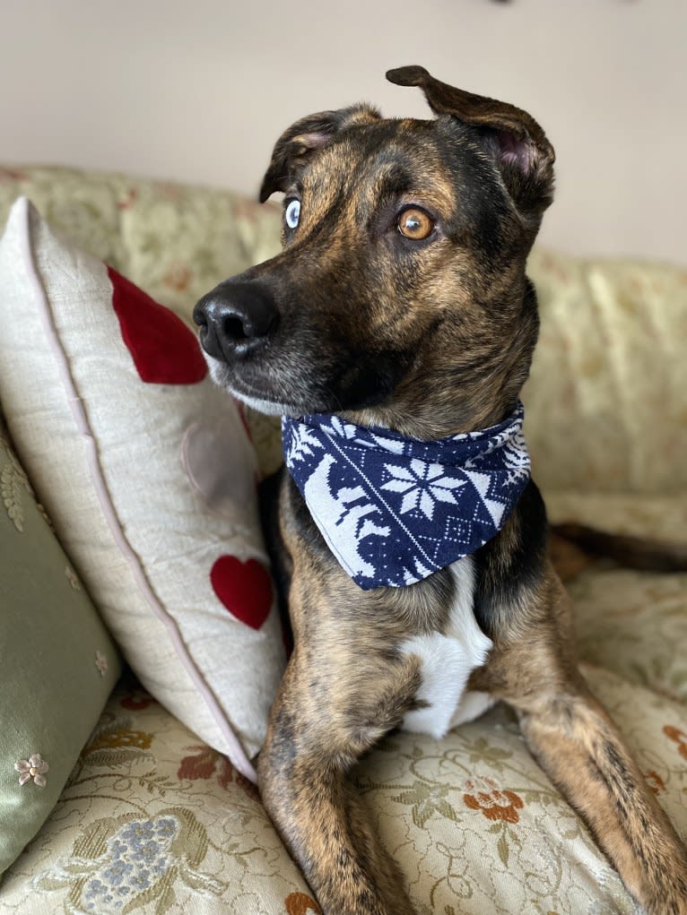 Waldo, a German Shepherd Dog and Dalmatian mix tested with EmbarkVet.com