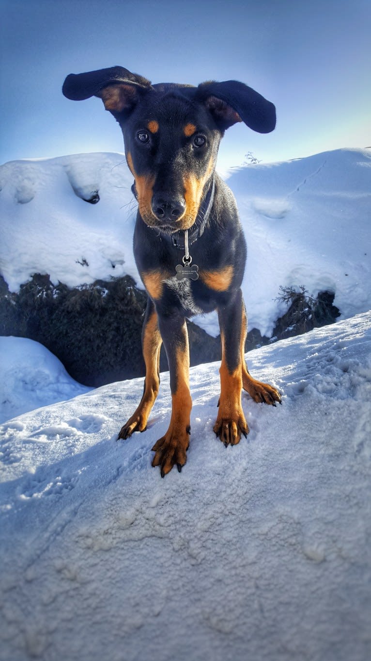 Hati, a Doberman Pinscher and German Shepherd Dog mix tested with EmbarkVet.com