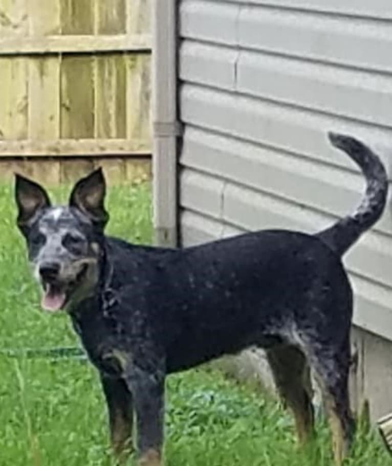 Leopold, an Australian Cattle Dog and Brittany mix tested with EmbarkVet.com