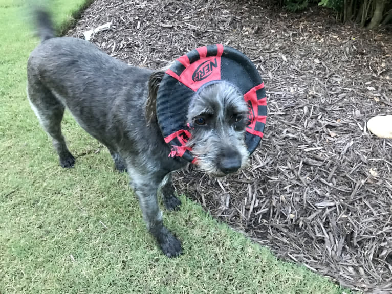 Garbage Bin, a Miniature Schnauzer and Australian Shepherd mix tested with EmbarkVet.com