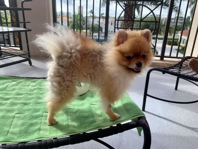 Santino, a Pomeranian tested with EmbarkVet.com