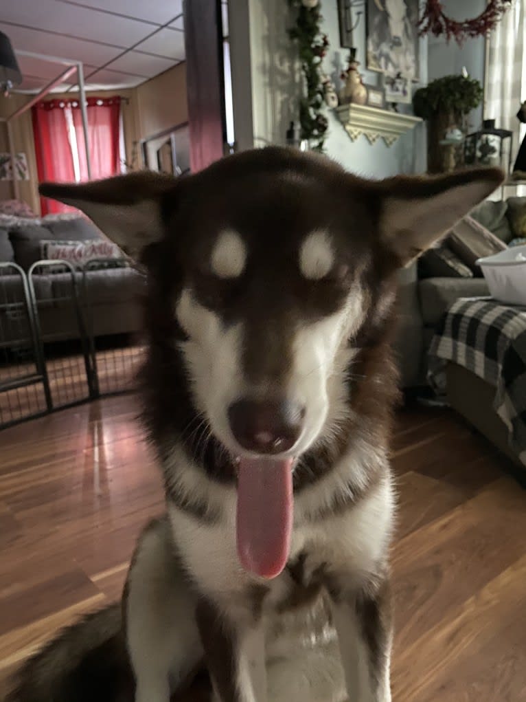 Suki, an Alaskan Malamute tested with EmbarkVet.com