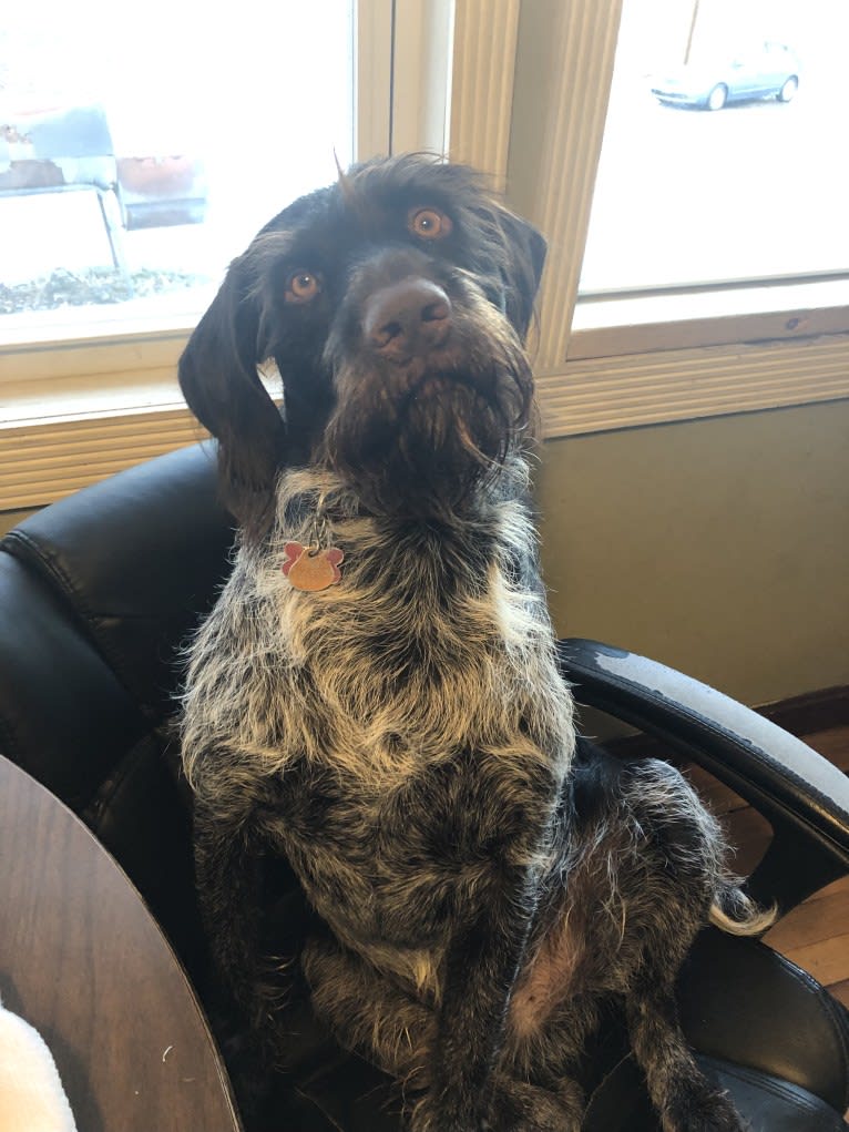 Us, a German Wirehaired Pointer tested with EmbarkVet.com