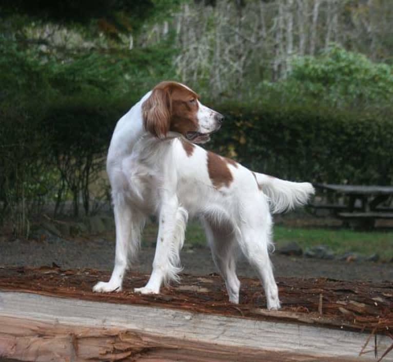 Ember, an Irish Red and White Setter tested with EmbarkVet.com