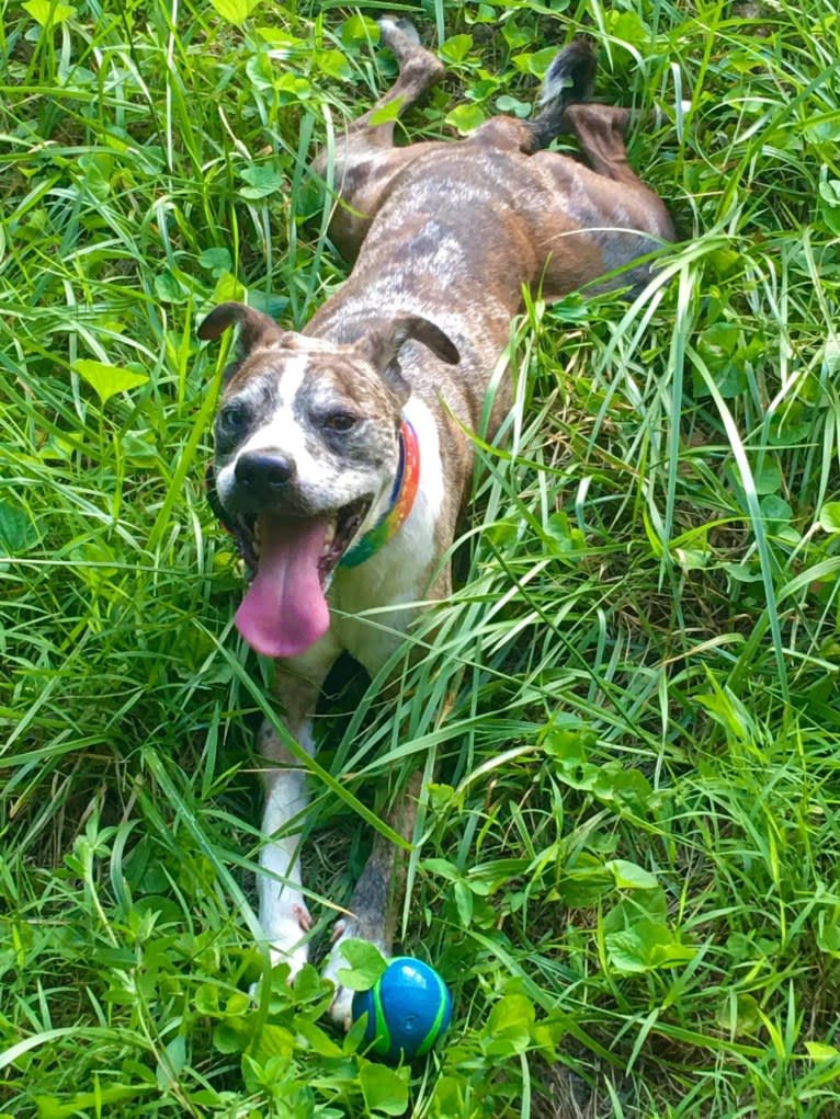 Hammer, a Boston Terrier and Australian Cattle Dog mix tested with EmbarkVet.com