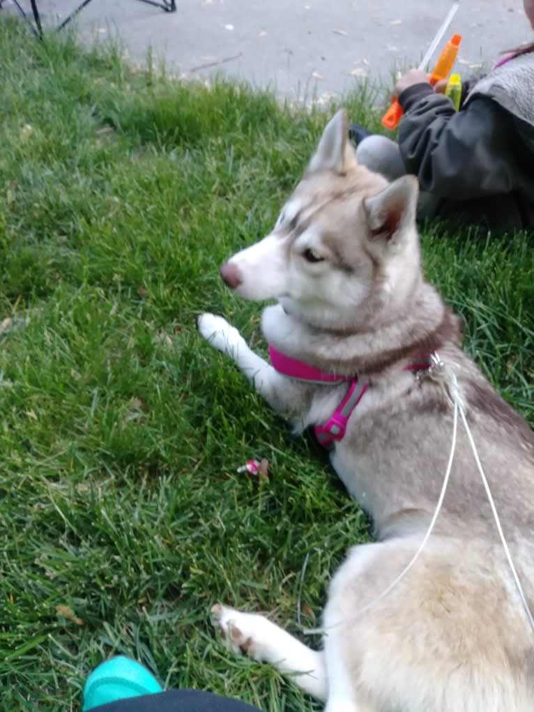 Freyja, a Siberian Husky tested with EmbarkVet.com