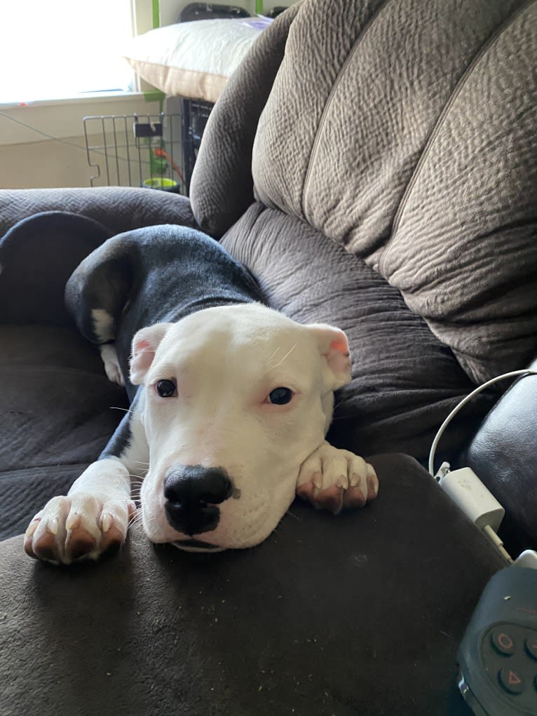 Max Lewis Cannady, an American Pit Bull Terrier and American Staffordshire Terrier mix tested with EmbarkVet.com