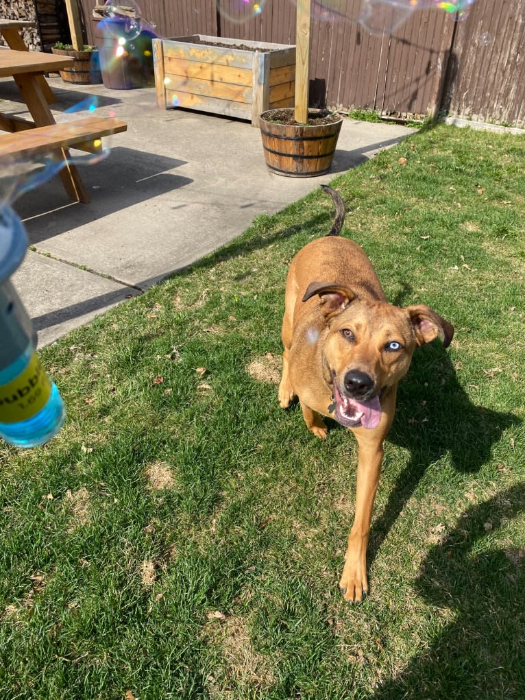 Walker, an American Pit Bull Terrier and Rottweiler mix tested with EmbarkVet.com