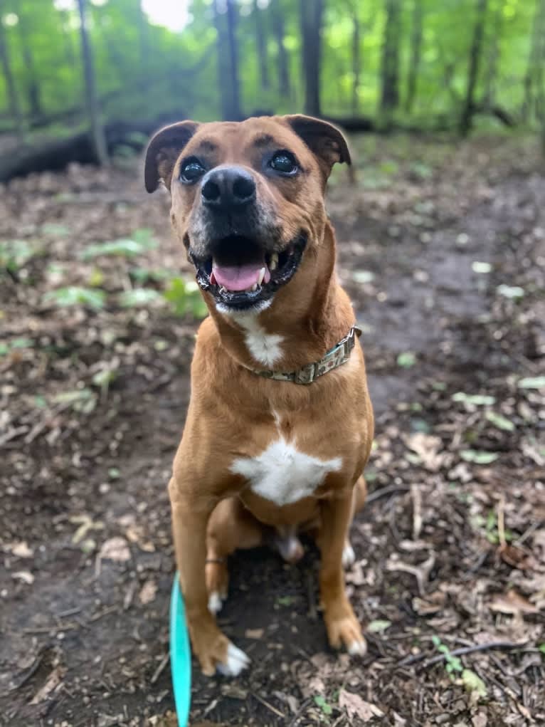 Xavi (Chavi), a Boxer and Siberian Husky mix tested with EmbarkVet.com