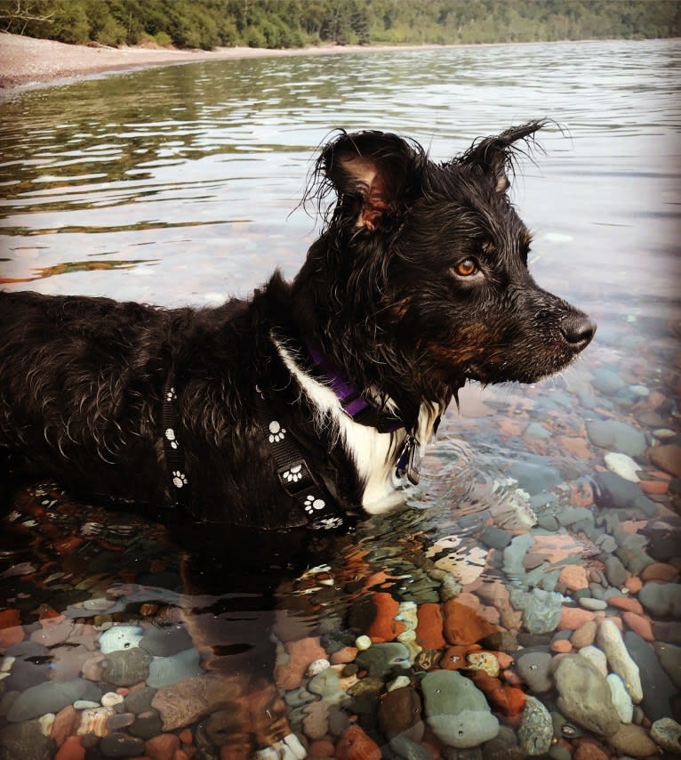 Louie, an Australian Cattle Dog and English Shepherd mix tested with EmbarkVet.com