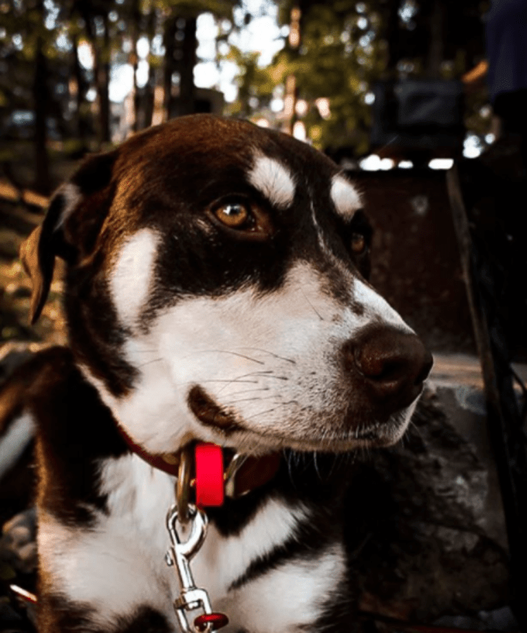 Brownie, a Siberian Husky and American Pit Bull Terrier mix tested with EmbarkVet.com