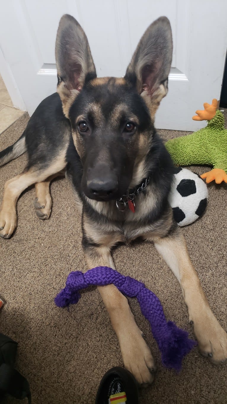 Hamlet, a German Shepherd Dog and Siberian Husky mix tested with EmbarkVet.com