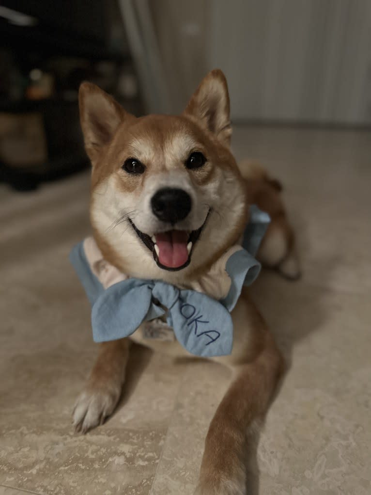 Oka, a Shiba Inu tested with EmbarkVet.com