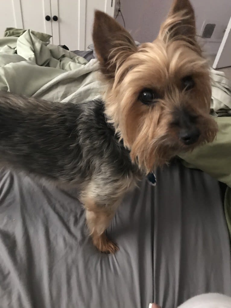 Diesel, a Silky Terrier tested with EmbarkVet.com