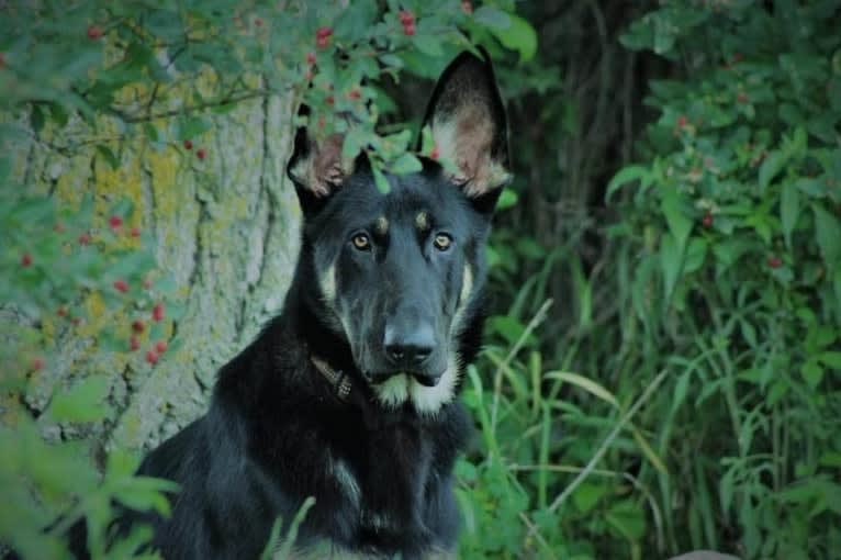 echo..Tommy Hexter's dog, a German Shepherd Dog tested with EmbarkVet.com